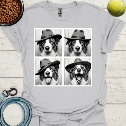 Australian Shepherd Photo Shoot