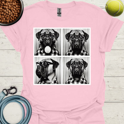 Bull Mastiff Photo Shoot